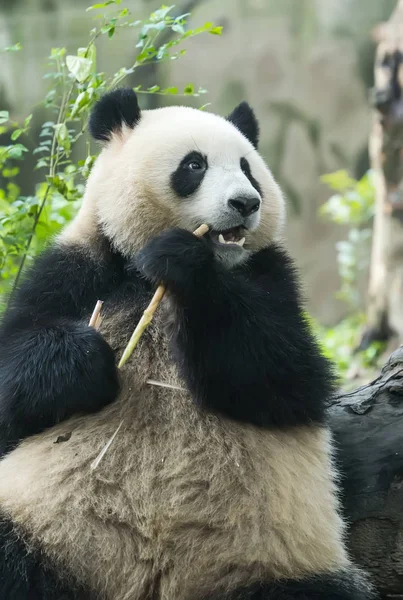 Panda Gigante Comendo Bambu Animais Selvagens — Fotografia de Stock