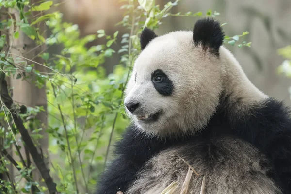 Obří Panda Jíst Bambus Divoká Zvířata — Stock fotografie