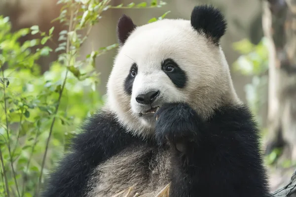 Panda Gigante Comendo Bambu Animais Selvagens — Fotografia de Stock