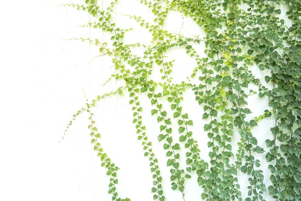 Green Ivy Old Grunge Antique Paper Texture — Stock Photo, Image