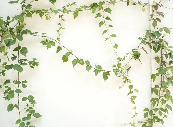 Eski grunge antika kağıt dokusunda yeşil sarmaşık