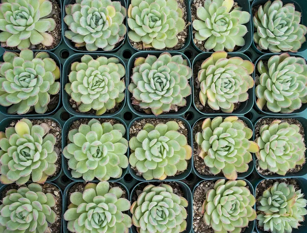 Miniaturowe Soczyste Rośliny Soczysty Kaktus Ogrodzie — Zdjęcie stockowe