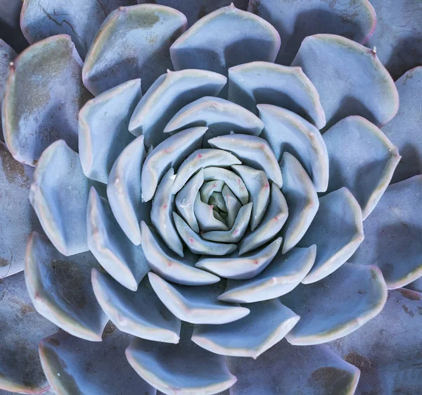 Bahçedeki minyatür sulu bitkiler (sulu kaktüsler)