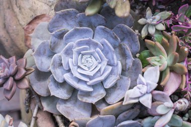 Bahçedeki minyatür sulu bitkiler (sulu kaktüsler)