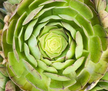 Bahçedeki minyatür sulu bitkiler (sulu kaktüsler)