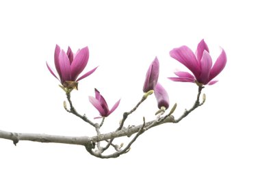 Beyaz arkaplanda izole edilmiş pembe manolya çiçekleri