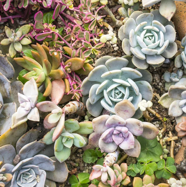 庭のミニチュア多肉植物 多肉植物 — ストック写真