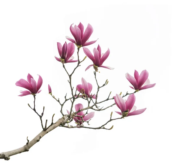 Rosa Magnolia Blommor Isolerad Vit Bakgrund — Stockfoto