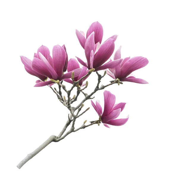 Flores Magnolia Rosa Aisladas Sobre Fondo Blanco — Foto de Stock