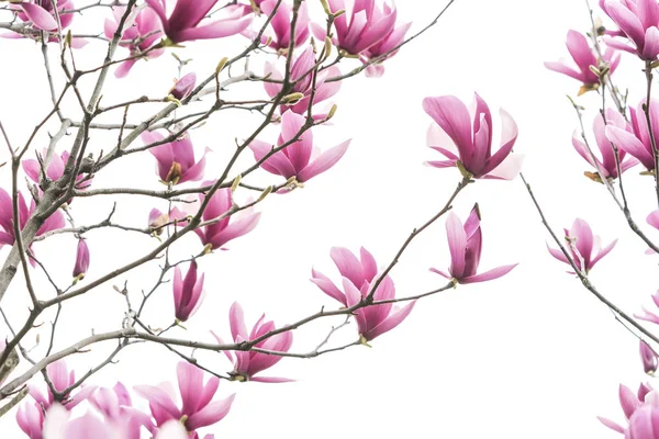 Fiori Magnolia Rosa Isolati Sfondo Bianco — Foto Stock