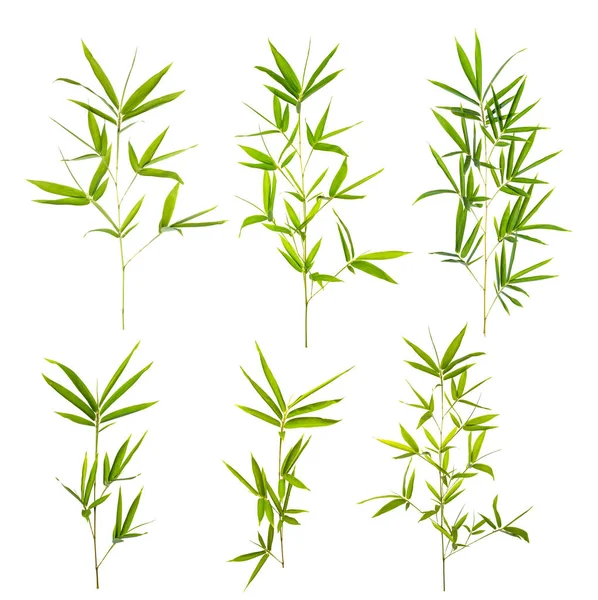 Liście Bambusa Izolowane Białym Tle — Zdjęcie stockowe