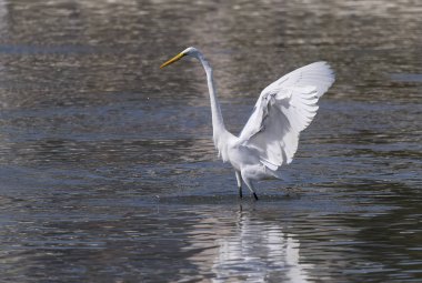 Nehir üzerinde büyük ak balıkçıl