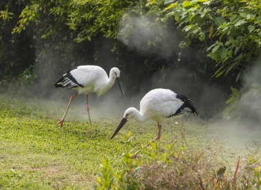 Doğal ortamlarında oryantal beyaz leylek