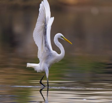 Nehir üzerinde büyük ak balıkçıl
