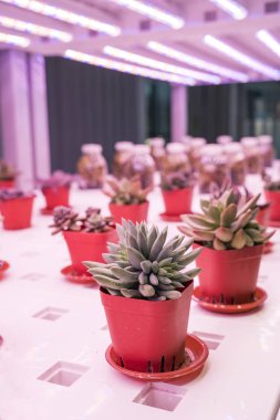Organik hidroponik Minyatür sulu bitkiler (etli kaktüs) Led Light Kapalı çiftlik ile büyümek, Tarım Teknolojisi