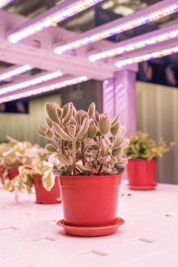 Organik hidroponik Minyatür sulu bitkiler (etli kaktüs) Led Light Kapalı çiftlik ile büyümek, Tarım Teknolojisi