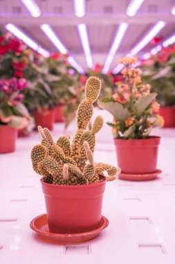 Organik hidroponik kaktüs Led Light Kapalı çiftlik ile büyümek, Tarım Teknolojisi