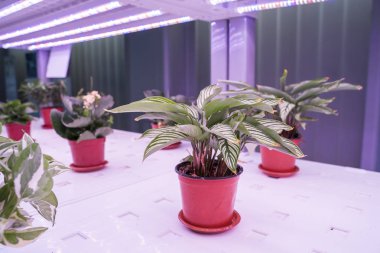 Organik hydroponic Devils sarmaşık Led Light Kapalı çiftlik, Tarım Teknolojisi ile büyümek