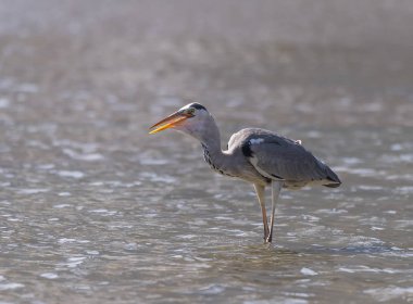 Gri balıkçıl. Doğal yaşam alanı.