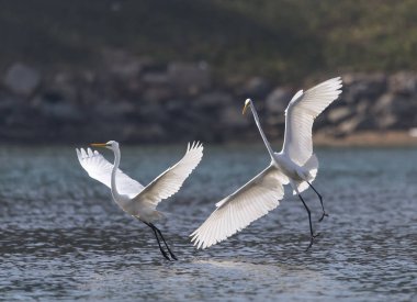 Büyük beyaz egrets mücadele