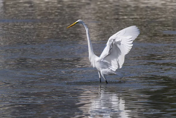 Nehir üzerinde büyük ak balıkçıl