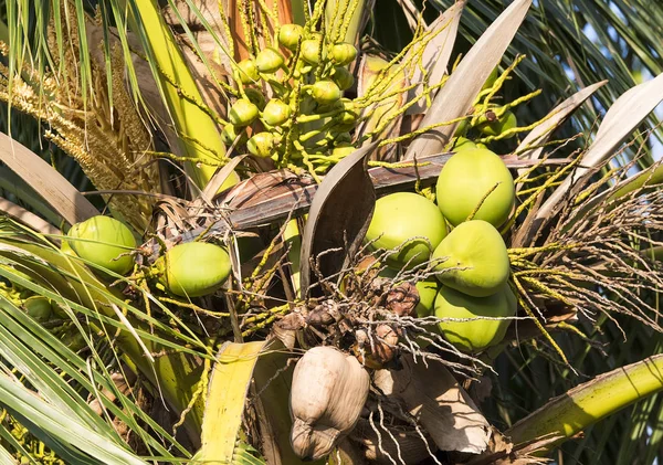 Árbol Coco Con Muchas Frutas — Foto de Stock