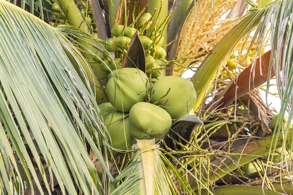 Árbol Coco Con Muchas Frutas — Foto de Stock
