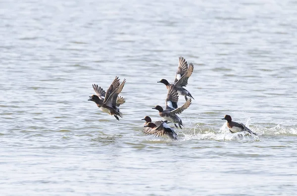 Mallard Ducks bir gölün önünde uçan.
