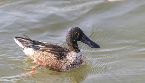 Anatre Domestiche Che Volano Fronte Lago — Foto Stock