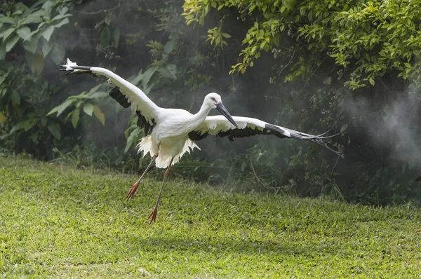 Doğal ortamlarında oryantal beyaz leylek