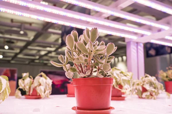 Organik hidroponik Minyatür sulu bitkiler (etli kaktüs) Led Light Kapalı çiftlik ile büyümek, Tarım Teknolojisi