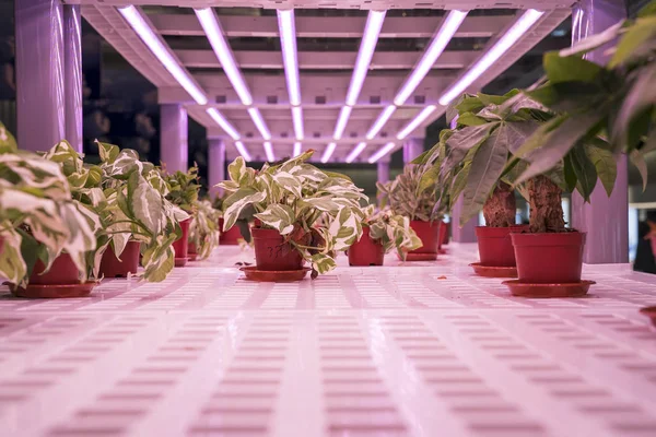 Organic Hydroponic Devils Ivy Grow Led Light Indoor Farm Agriculture — Stock Photo, Image