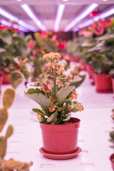 Flor Hidropónica Orgánica Crece Con Luz Led Granja Interior Tecnología —  Fotos de Stock