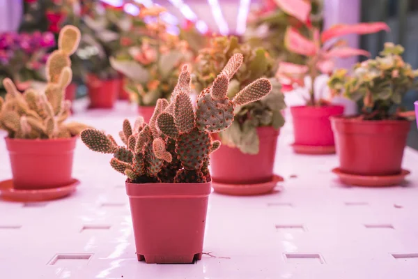 Organik hidroponik kaktüs Led Light Kapalı çiftlik ile büyümek, Tarım Teknolojisi