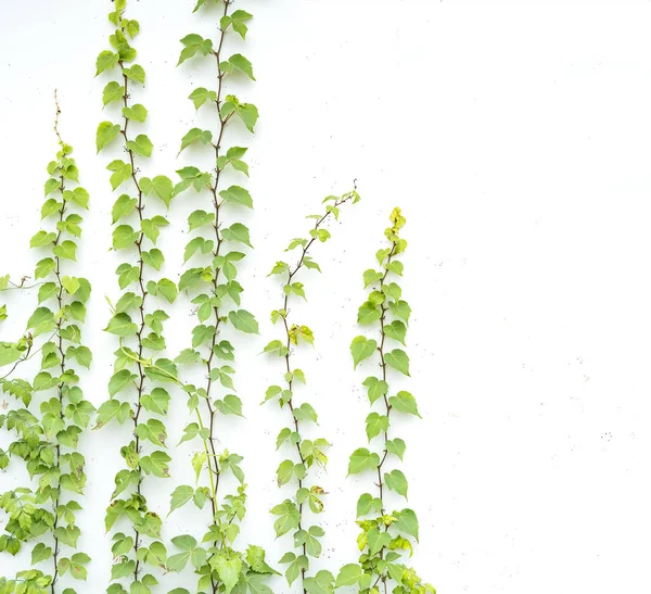 Foglie Edera Isolate Uno Sfondo Bianco — Foto Stock