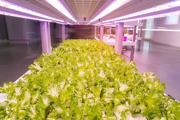 Βιολογικό Υδροπονικό Φυτό Αναπτύσσεται Led Light Indoor Farm Γεωργική Τεχνολογία — Φωτογραφία Αρχείου