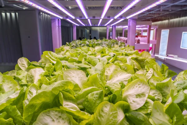 Organiczne Hydroponicznych Brassica Chinensis Warzyw Rosną Led Światło Indoor Farm — Zdjęcie stockowe