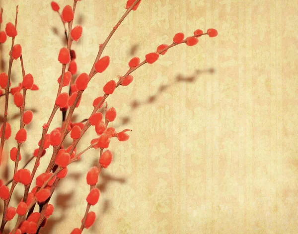 Švestkový Květ Staré Starožitné Vinobraní Papír Pozadí — Stock fotografie