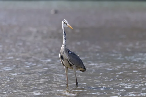 Héron Gris Faune Dans Habitat Naturel — Photo