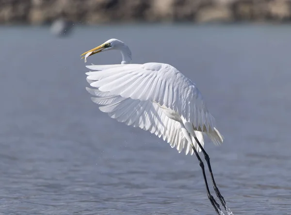 Great Egret River — Stock Photo, Image