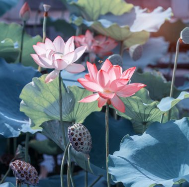 Bahçede çiçek açan nilüfer çiçeği