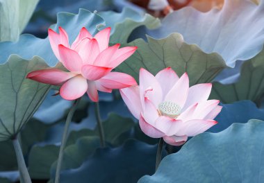 Bahçede çiçek açan nilüfer çiçeği