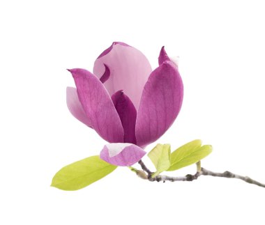 manolya çiçek dalı beyaz arka plan üzerinde izole