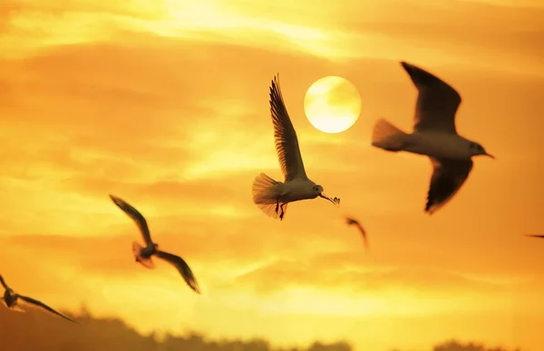 Sunset Sky Light Seagulls Air — Stock Photo, Image