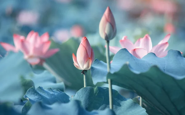 Квітуча Квітка Лотоса Саду — стокове фото