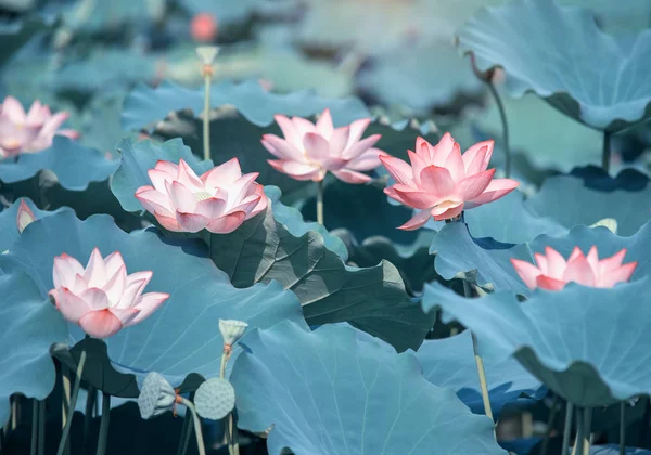 Blühende Lotusblume Garten — Stockfoto