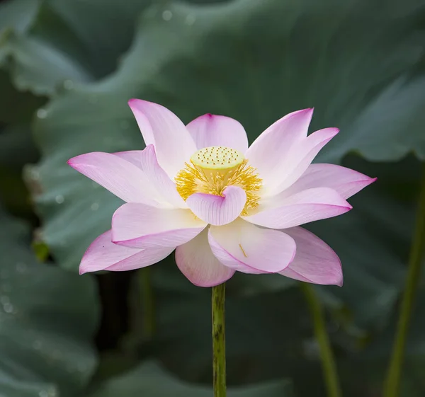 Blommande Lotusblomma Trädgården — Stockfoto