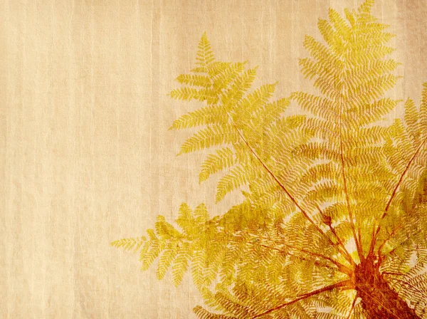 Cyathea Antique Cracked Paper Texture — Stock Photo, Image