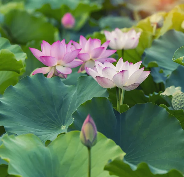 Blommande Lotusblomma Trädgården — Stockfoto