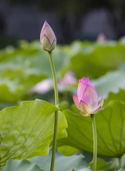 Blooming Lotus Flower Garden — Stock Photo, Image